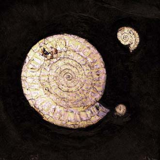 ammonite