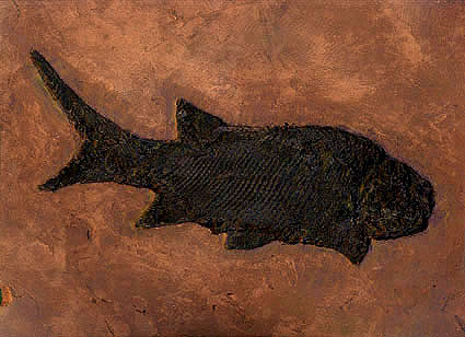 bigfish