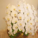 hana_04 hana_04